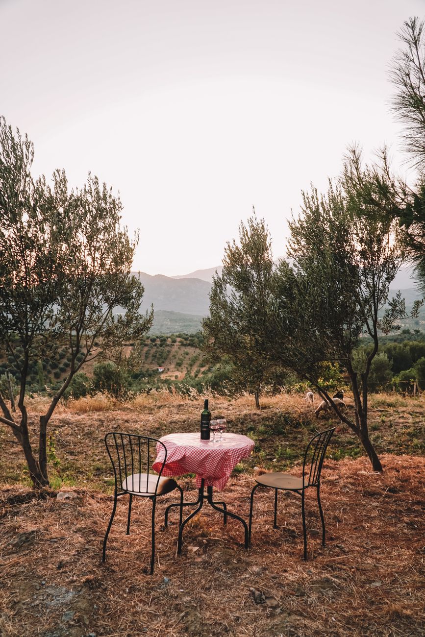 Artisan culinary spread in remote olive grove